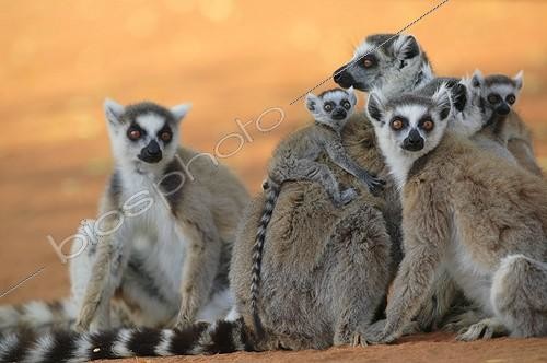 Biosphoto | 172567 | Ringed-tailed Lemur female and young Berenty reserve | &copy; Cyril Ruoso / Biosphoto