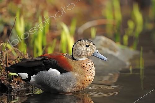 Biosphoto | 2403002 | Ringed teal (Callonetta leucophrys), drake, found in South America, captive but escaped, North Rhine-Westphalia, Germany, Europe | &copy; Christian Hütter / imageBROKER / Biosphoto
