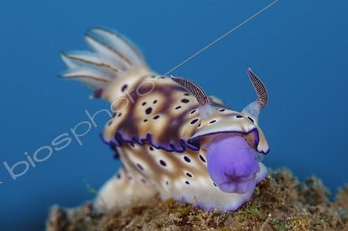 Biosphoto | 1900280 | Risbecia's Nudibranch mouth out on reef Indonesia | &copy; Fabien Michenet / Biosphoto