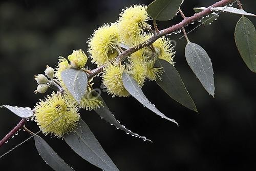 Biosphoto | 2019591 | River red gum in bloom in a garden under rain | &copy; Pascal Pittorino / Biosphoto