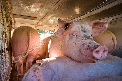 Biosphoto | 1389664 | Road transport of Pigs for slaughter France | &copy; Jean-Baptiste Strobel / Biosphoto