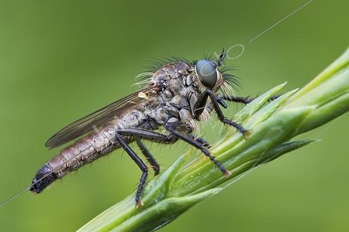 Biosphoto | 1921335 | Robber fly on ear - Serra do Cando Spain | &copy; Siro Moya / Biosphoto