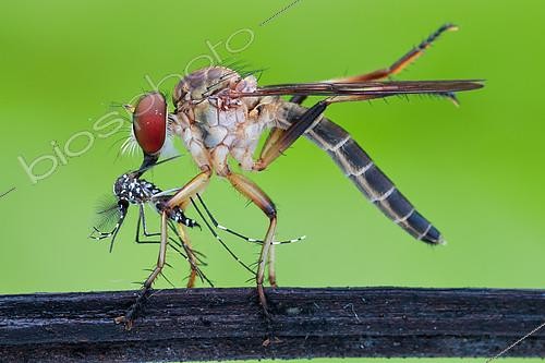 Biosphoto | 2392596 | Robberfly (Asilidae) eating asian tiger mosquito (Aedes albopictus). | &copy; Husni Che Ngah / Biosphoto