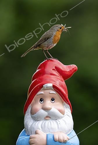 Biosphoto | 2625127 | Robin (Erithacus rubecula) perched on the head of a garden gnome with food in his bill, England | &copy; Frédéric Desmette / Biosphoto