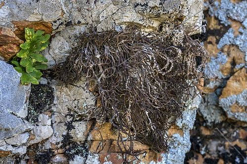 Biosphoto | 2565927 | Roccella tinctoria on granite at Roccapina (South Corsica). A thermophilic saxicolous fruticose lichen of rocky overhangs. Certain species of the Roccella genus are among the very few lichens to have been given a generic vernacular name in French for their dyeing properties: they are known as orseilles. | &copy; Jean-Philippe Delobelle / Biosphoto