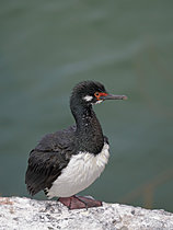 Biosphoto | 2622052 | Rock Shag or Magellanic Cormorant (Phalacrocorax magellanicus). South America, Falkland Islands, Bleaker Island, January | &copy; Martin Zwick / Biosphoto