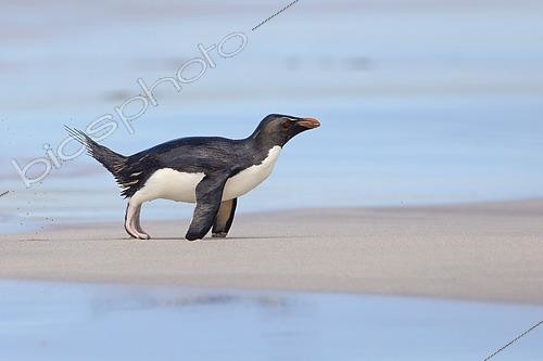 Biosphoto | 2459507 | Rockhopper penguin (Eudyptes chrysocome), Sandy bay, Bleaker island, Falkland, January 2018 | &copy; Marco Valentini / Biosphoto