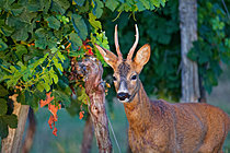 Biosphoto | 2626023 | Roe deer (Capreolus capreolus) buck in a vineyard early in the morning during summer, Gironde, Nouvelle-Aquitaine, France. | &copy; Bernard Dubreuil / Biosphoto