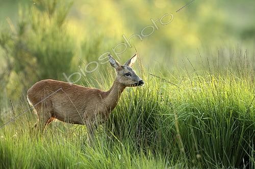 Biosphoto | 2610542 | Roe deer (Capreolus capreolus) female in tall grass, Ardennes, Belgium | &copy; Christian Cabron / Biosphoto