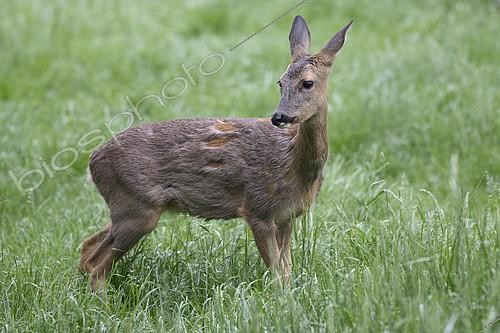 Biosphoto | 2412234 | Roe deer (Capreolus capreolus) female moulting in a meadow after a shower, Lorraine, France | &copy; Régis Cavignaux / Biosphoto