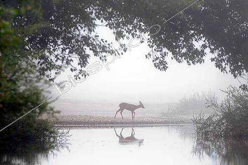 Biosphoto | 2602335 | Roe deer (Capreolus capreolus) in the fog on the banks of a side branch of the Loire near Pouilly-sur-Loire, Nièvre, France | &copy; Pierre Vernay / Biosphoto
