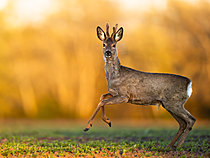 Biosphoto | 2626694 | Roe deer (Capreolus capreolus) jumping, Slovakia. | &copy; Ervin Horesnyík / Biosphoto