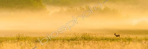 Biosphoto | 2564186 | Roe deer (Capreolus capreolus) male  brocard  walking in a field on a misty morning at sunrise, Ménestreau en Villette, Loiret, Centre Val de Loire Region, France | &copy; Patrick Glaume / Biosphoto