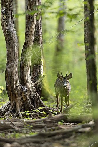 Biosphoto | 2626036 | Roe deer (Capreolus capreolus) male near a dead tree in the underbrush, France. | &copy; Franck Fouquet / Biosphoto