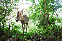 Biosphoto | 2620606 | Roe deer (Capreolus capreolus) walking, France | &copy; Stéphan Bonneau / Biosphoto