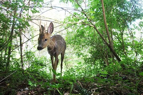 Biosphoto | 2620606 | Roe deer (Capreolus capreolus) walking, France | &copy; Stéphan Bonneau / Biosphoto