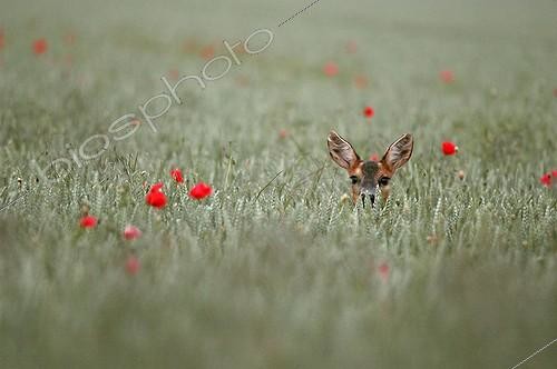 Biosphoto | 58816 | Roe Deer in a grain field Portrait Aube France ; Forêt de la Perthe, France | &copy; Rémy Courseaux / Biosphoto