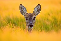 Biosphoto | 2433349 | Roebuck (Capreolus capreolus) portrait at sunset, Slovakia | &copy; Ervin Horesnyík / Biosphoto