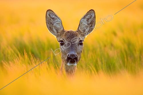 Biosphoto | 2433349 | Roebuck (Capreolus capreolus) portrait at sunset, Slovakia | &copy; Ervin Horesnyík / Biosphoto