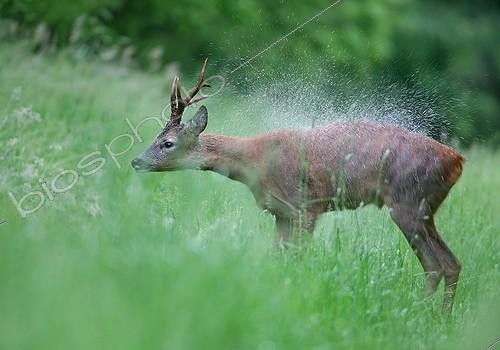 Biosphoto | 1419171 | Roebuck snorting after a spring rain France | &copy; Dominique Gest / Biosphoto