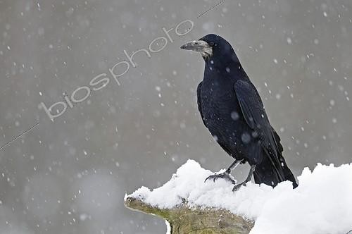 Biosphoto | 1251537 | Rook in the snow in winter Brognard France | &copy; Dominique Delfino / Biosphoto