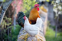 Biosphoto | 2524683 | Rooster and hen on a low garden wall and orchard in bloom, Rooster crowing, Territoire de Belfort, France | &copy; Bruno Mathieu / Biosphoto