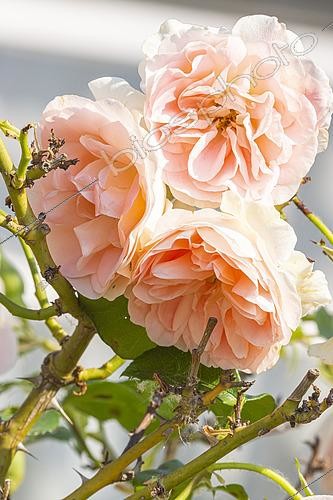 Biosphoto | 2572179 | Rosa 'Jet Set', flowers | &copy; Alain Kubacsi / Biosphoto