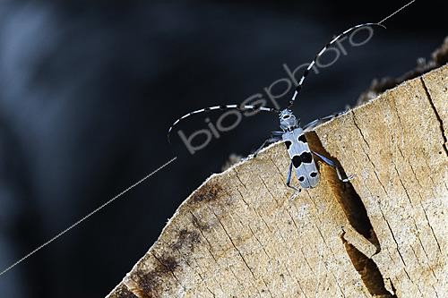 Biosphoto | 2626473 | Rosalie des Alpes (Rosalia alpina) se hissant sur le haut d'une grume de Hêtre commun, Auvergne, France - ce magnifique coléoptère privilégie cette essence de bois mort pour y pondre ses oeufs et l'exploitant ne pourra l'emporter qu'après trois ans, une fois le cycle de développement des larves accompli. | &copy; Monique Morin / Biosphoto