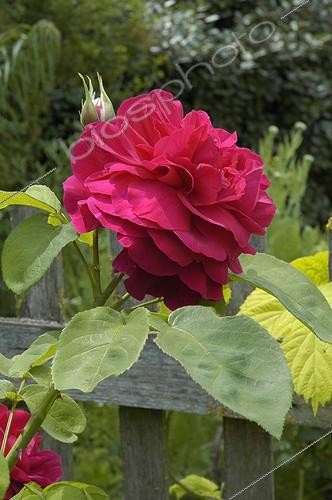 Biosphoto | 52992 | Rose anglaise  LD Braithwaite  ; Le jardin des Rosiers La Puye France | &copy; NouN / Biosphoto