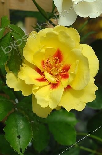 Biosphoto | 2008732 | Rose-tree 'Eyeconic Roses' in bloom in a garden | &copy; Catherine Fruhinsholz / Biosphoto