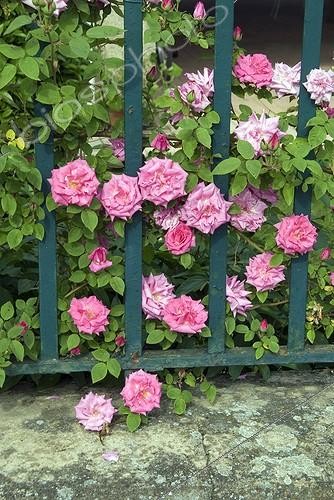 Biosphoto | 2032270 | Rose-tree in bloom in a garden | &copy; DIGIT images / Biosphoto