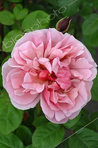 Biosphoto | 2008673 | Rose-tree 'Line Renaud' in bloom in a garden | &copy; Catherine Fruhinsholz / Biosphoto