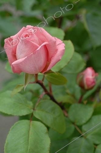 Biosphoto | 2008674 | Rose-tree 'Liv Tyler' in bloom in a garden | &copy; Catherine Fruhinsholz / Biosphoto