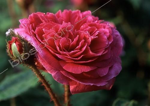 Biosphoto | 1973294 | Rose-tree 'Mme Delaroche Lambert' in bloom in a garden | &copy; Gilles Le Scanff & Joëlle-Caroline Mayer / Biosphoto