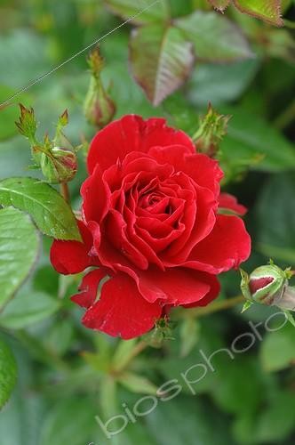 Biosphoto | 2008685 | Rose-tree 'Ruby Ruby' in bloom in a garden | &copy; Catherine Fruhinsholz / Biosphoto