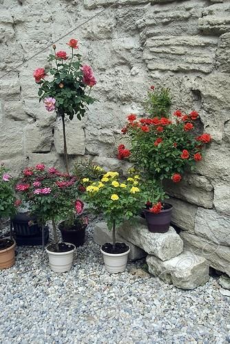 Biosphoto | 2032431 | Rose-trees in bloom in a garden | &copy; DIGIT images / Biosphoto