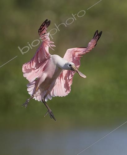Biosphoto | 2409029 | Roseate Spoonbill (Platalea ajaja) flying, Florida, USA | &copy; Ron Bielefeld / BIA / Biosphoto