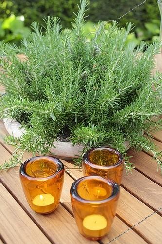 Biosphoto | 2046585 | Rosemary in pot on a table garden | &copy; Jean-Michel Groult / Biosphoto