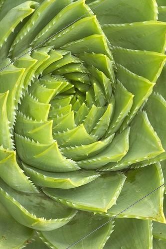 Biosphoto | 2076646 | Rosette d'Aloès spirale (Aloe polyphylla). | &copy; Frédéric Tournay / Biosphoto
