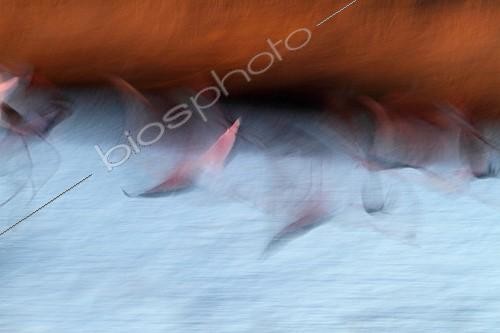 Biosphoto | 1957882 | Rosy Greater Flamingos flying in winter - Camargue France  | &copy; Pascal Pittorino / Biosphoto
