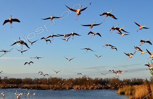 Biosphoto | 2045834 | Rosy Greater Flamingos in flight - Camargue France ; the Ornithological park of Pont de Gau, created in 1949 by Andre Lamouroux, welcome the bird lovers who can discover many species of birds (here pink flamingoes) along 6km of footpaths. | &copy; Antoine Lorgnier / Biosphoto