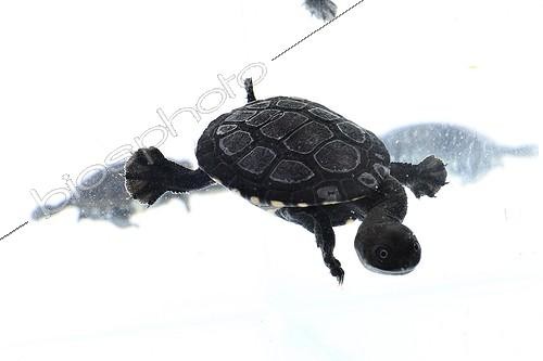 Biosphoto | 2016814 | Roti Island snake-necked turtle on white background ; Park Turtles 'A Cupulatta' | &copy; Claude Thouvenin / Biosphoto