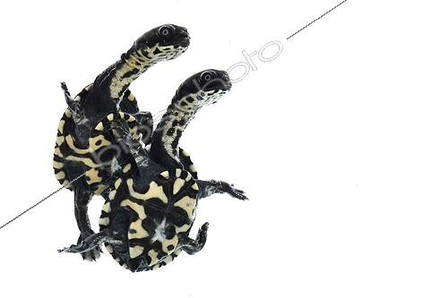 Biosphoto | 2016815 | Roti Island snake-necked turtles on white background ; Park Turtles 'A Cupulatta' | &copy; Claude Thouvenin / Biosphoto