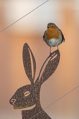 Biosphoto | 2629223 | Rouge-gorge familier (Erithacus rubecula) adulte sur une sculpture en métal de lièvre, Angleterre, Royaume-Uni. | &copy; Kevin Sawford / imageBROKER / Biosphoto