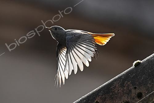 Biosphoto | 2629115 | Rouge-queue noir (Phoenicurus ochruros) en vol, Buxières-sous-les-côtes, Lorraine, France | &copy; Stéphane Vitzthum / Biosphoto