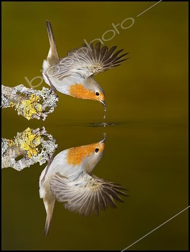Biosphoto | 2088700 | Rougegorge familier (Erithacus rubecula) buvant et reflet, Espagne | &copy; Mario Cea Sanchez / Biosphoto