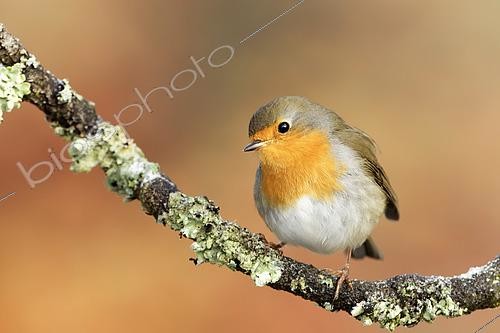 Biosphoto | 2616039 | Rougegorge familier (Erithacus rubecula) sur une branche, Ardennes, Belgique | &copy; Christian Cabron / Biosphoto