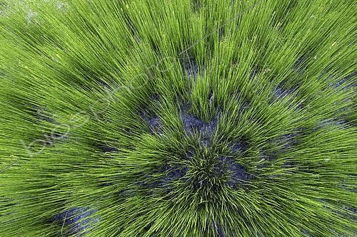 Biosphoto | 2610196 | Rough horsetail (Equisetum hyemale), a species that densely colonizes bare and disturbed wetland areas, Plan de Parouart, Ubaye, France. | &copy; Jean-Philippe Delobelle / Biosphoto