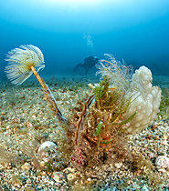 Biosphoto | 2621589 | Rough pen shell (Pinna rudis), in the Port-Cros National Park. A protected species, covered by epibionts (Caulerpa cylindracea; Phallusia mammillata; Sabella spallanzanii). | &copy; Mathieu Foulquié / Biosphoto