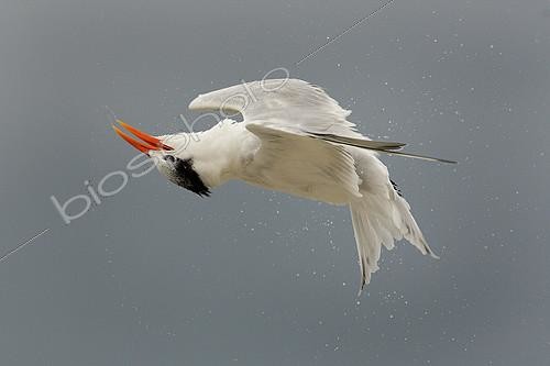 Biosphoto | 2412765 | Royal Tern (Thalasseus maximus) flying, Florida, USA | &copy; Bruno De Faveri / BIA / Biosphoto